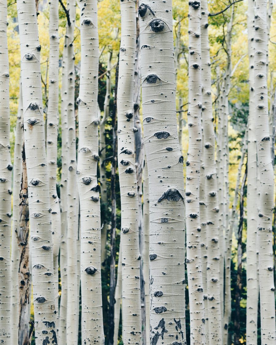 Birch showcase design preview