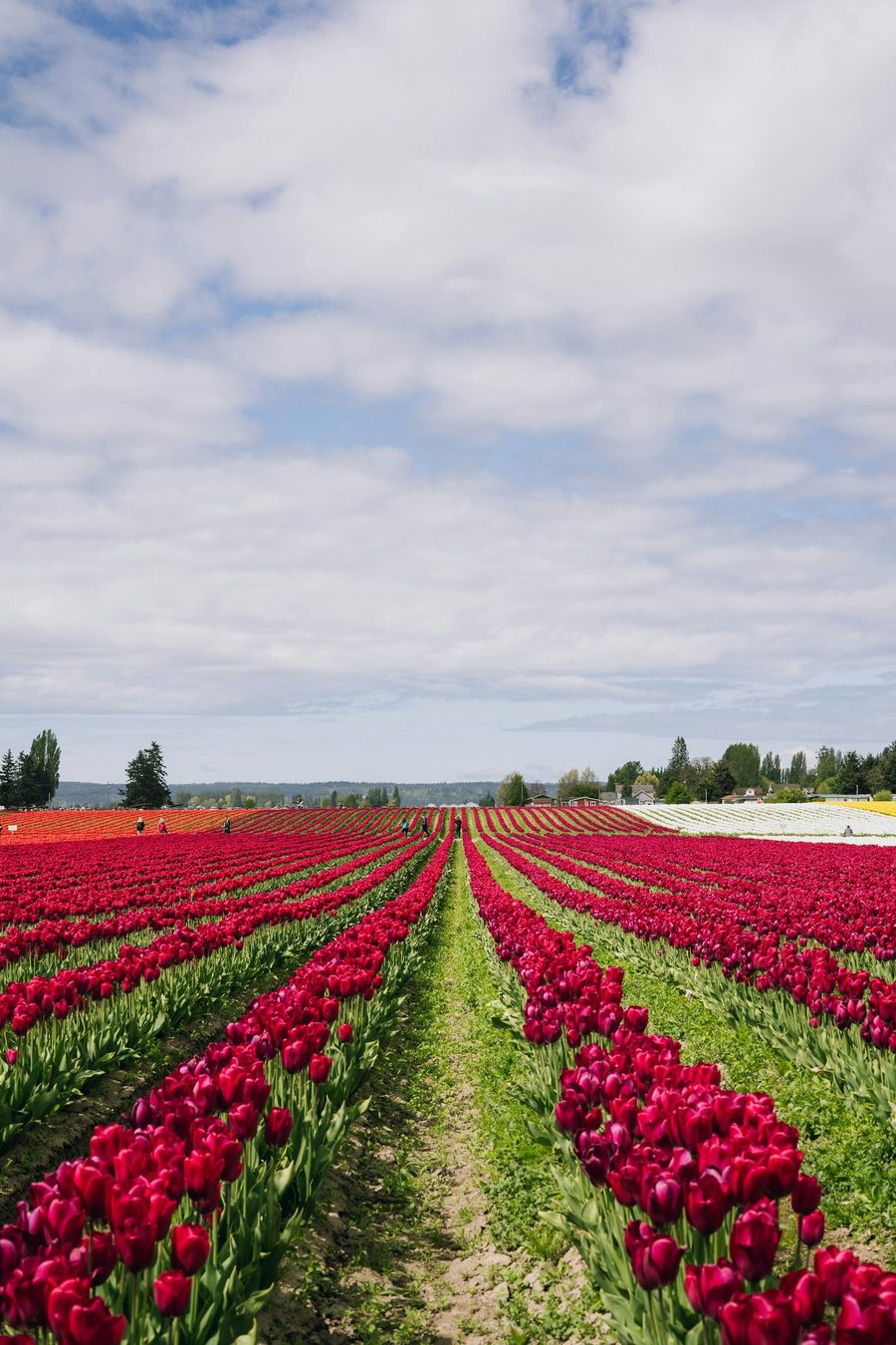 Skagit showcase design preview