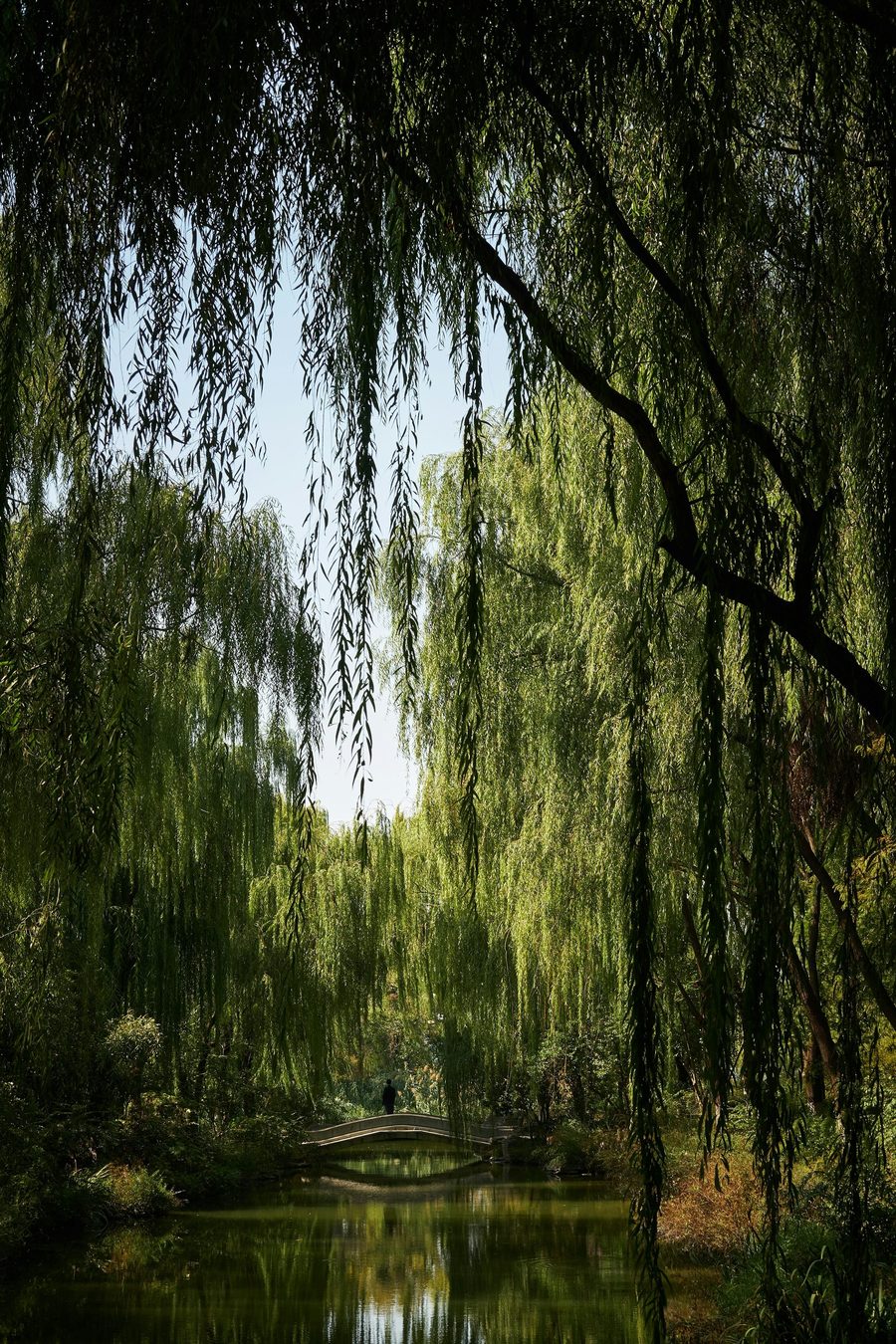 Willow showcase design preview